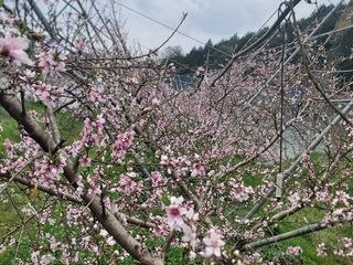 김안식~납작복숭아님의 자유주제 · 자유게시판 작성글 사진