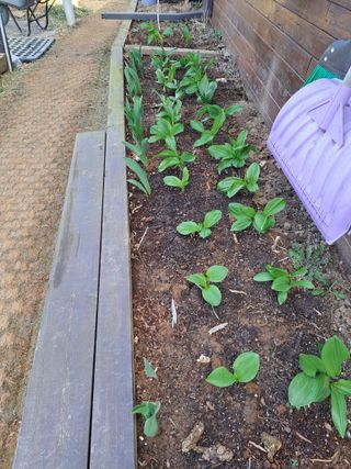 온시디움님의 자유주제 · 자유게시판 작성글 사진