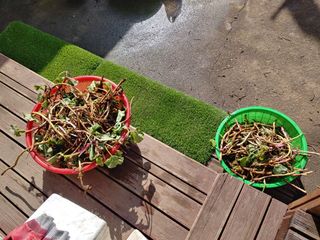 이현상홍길동건강즙님의 자유주제 · 자유게시판 작성글 사진