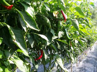 엔피코뉴스님의 자유주제 · 자유게시판 작성글 사진