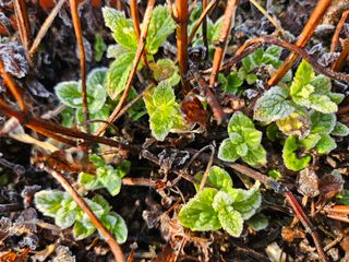 조정숙(1955)님의 자유주제 · 자유게시판 작성글 사진