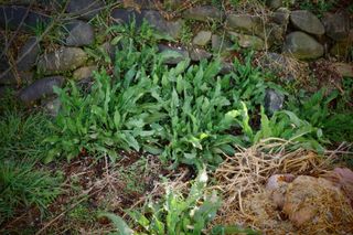 김영철님의 농사, 무엇이든 물어보세요! · 참여글 작성글 사진