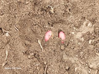 공주유구 구계박만호님의 자유주제 · 자유게시판 작성글 사진