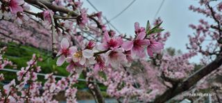 달맛햇복숭아농원님의 자유주제 · 자유게시판 작성글 사진