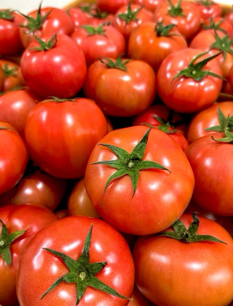 농부손녀님의 장터 판매 상품 [[한정특가] 완숙토마토 5kg 무료배송] 첨부 사진