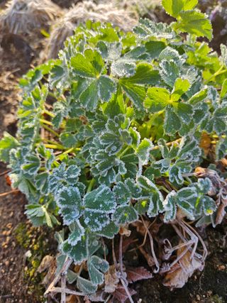 조정숙(1955)님의 자유주제 · 자유게시판 작성글 사진