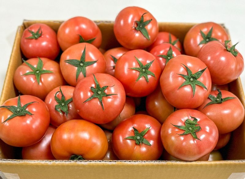 농부손녀님의 장터 판매 상품 [[한정특가] 완숙토마토 5kg 무료배송] 첨부 사진