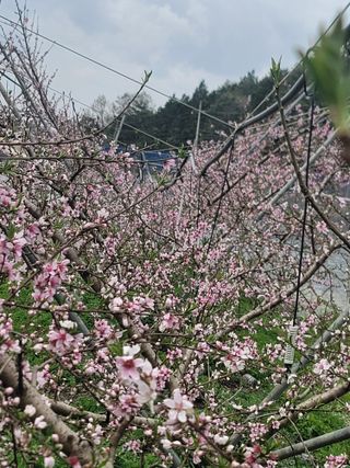 김안식~납작복숭아님의 자유주제 · 자유게시판 작성글 사진