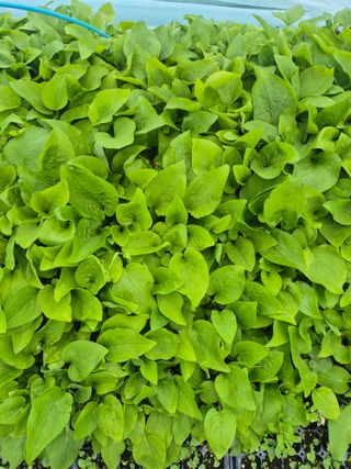 병풍취산채농원님의 자유주제 · 자유게시판 작성글 사진