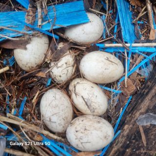 이천산수유님의 자유주제 · 자유게시판 작성글 사진