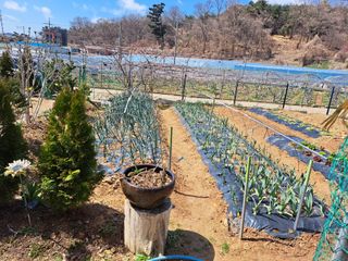 온시디움님의 자유주제 · 자유게시판 작성글 사진