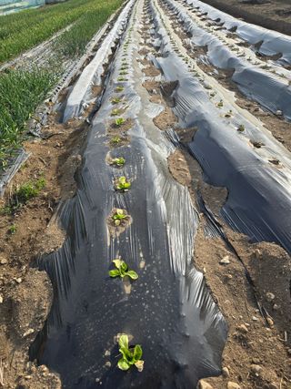 김유숙님의 일손 구하셨나요? · 참여글 작성글 사진