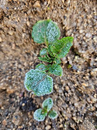 조정숙(1955)님의 자유주제 · 자유게시판 작성글 사진