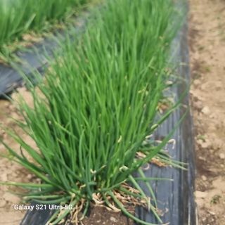 이천산수유님의 자유주제 · 자유게시판 작성글 사진