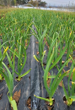 멋진농부님의 농사, 무엇이든 물어보세요! · 참여글 작성글 사진