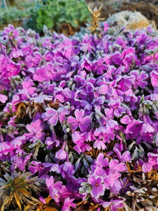 조정숙(1955)님의 자유주제 · 자유게시판 작성글 사진