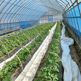 팜모닝 감자·자유게시판 게시글 이미지