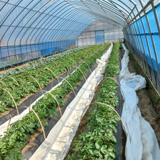 양파ㆍ청양님의 감자 · 자유게시판 작성글 사진