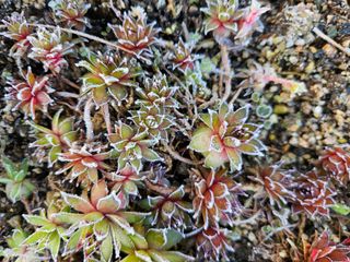 조정숙(1955)님의 자유주제 · 자유게시판 작성글 사진