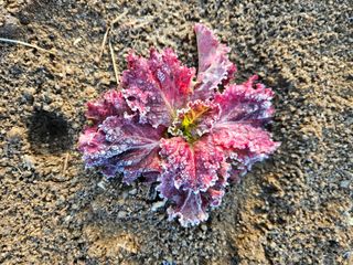 조정숙(1955)님의 자유주제 · 자유게시판 작성글 사진