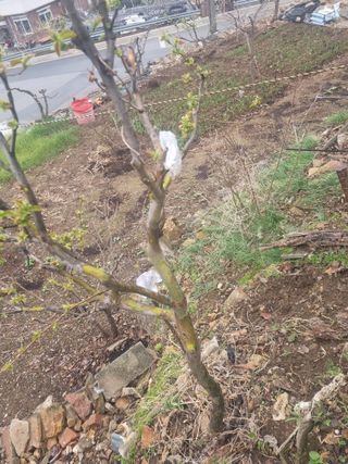 김용대님의 기타작물 · 자유게시판 작성글 사진