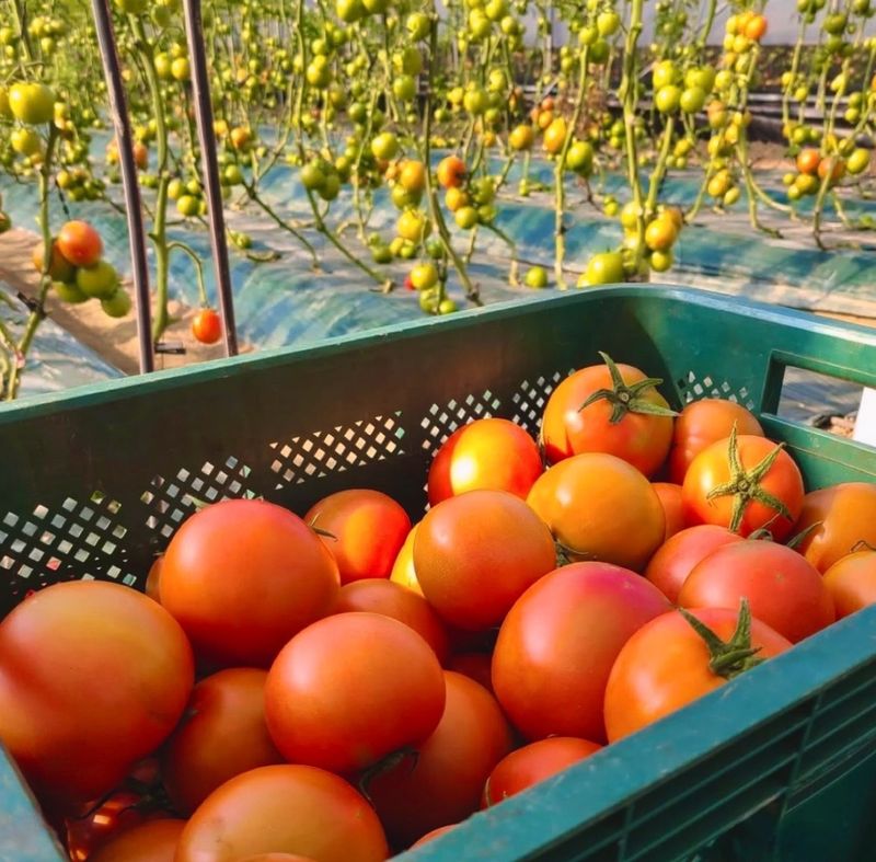 농부손녀님의 장터 판매 상품 [[한정특가] 완숙토마토 5kg 무료배송] 첨부 사진
