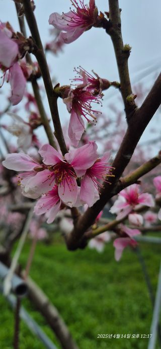 달맛햇복숭아농원님의 자유주제 · 자유게시판 작성글 사진