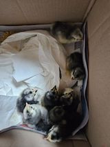 팜모닝 자유주제·자유게시판 게시글 이미지