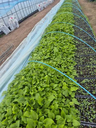 병풍취산채농원님의 자유주제 · 자유게시판 작성글 사진