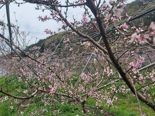 김안식~납작복숭아님의 자유주제 · 자유게시판 작성글 사진