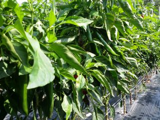 엔피코뉴스님의 자유주제 · 자유게시판 작성글 사진