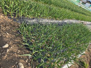 김유숙님의 일손 구하셨나요? · 참여글 작성글 사진