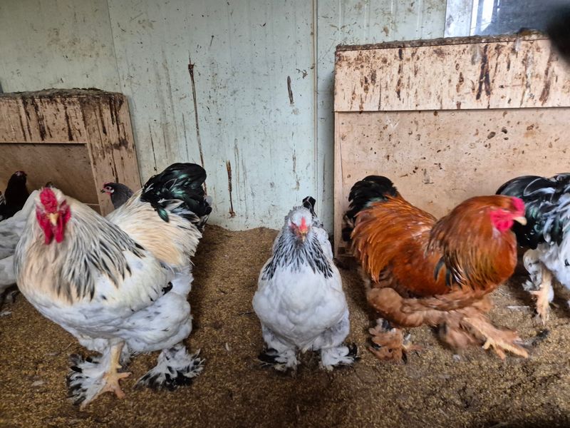 천운산님의 장터 판매 상품 [브르마 유정란 (부화용)] 첨부 사진