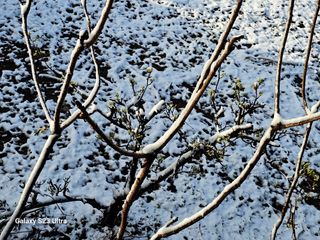 공주유구 구계박만호님의 자유주제 · 자유게시판 작성글 사진