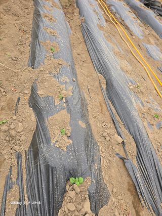 ♡청심전유삼♡님의 자유주제 · 자유게시판 작성글 사진