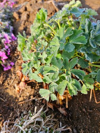 조정숙(1955)님의 자유주제 · 자유게시판 작성글 사진