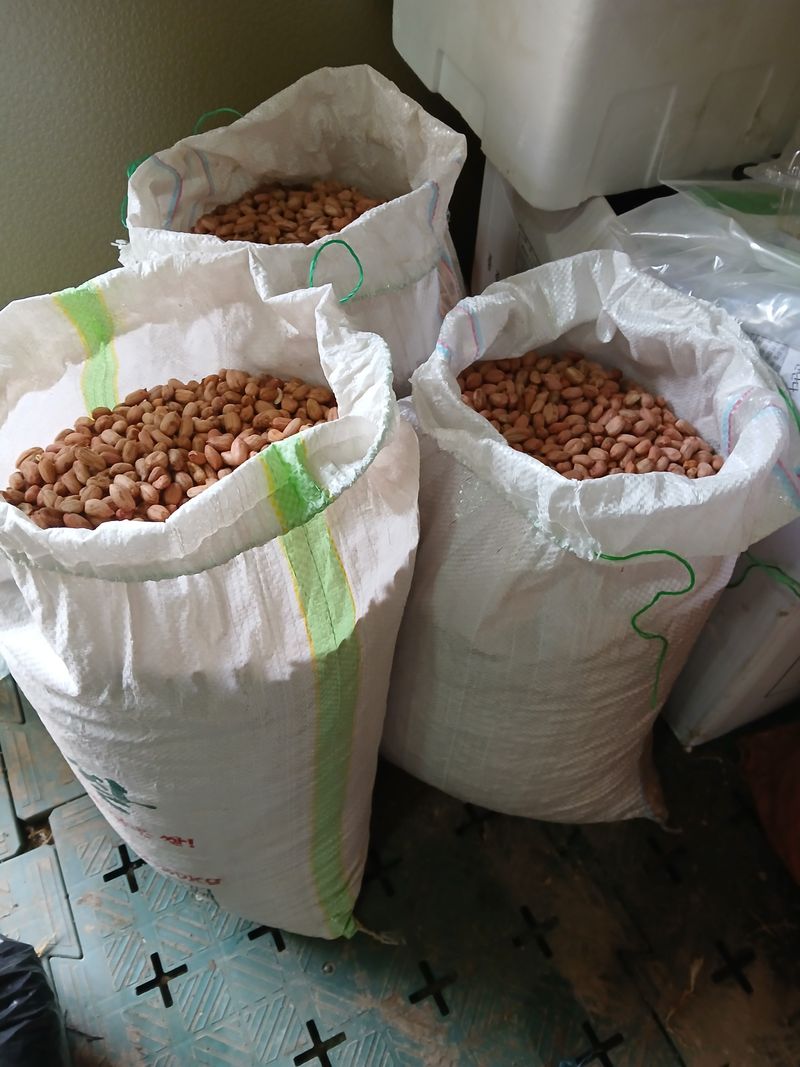 손경식드림농장님의 장터 판매 상품 [땅콩. 1키로. (완판)] 첨부 사진