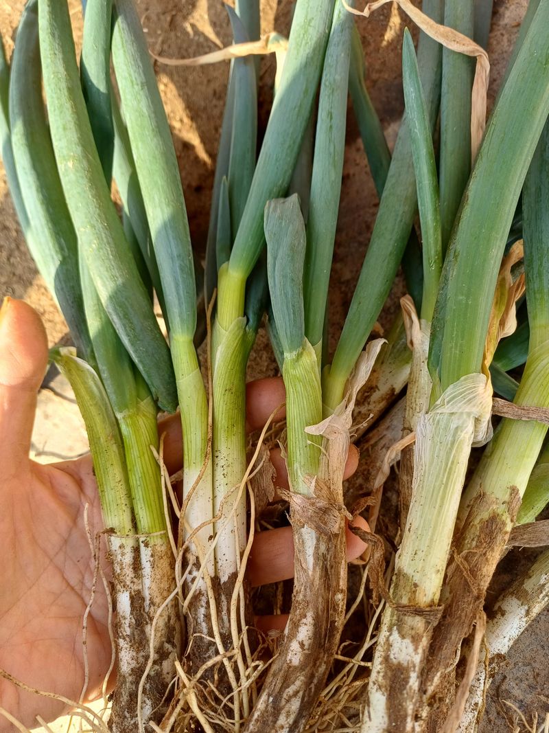 삼성농산님의 장터 판매 상품 [자색삼동파.요술대파.순천동파.달래파.영양부추.돼지파.] 첨부 사진