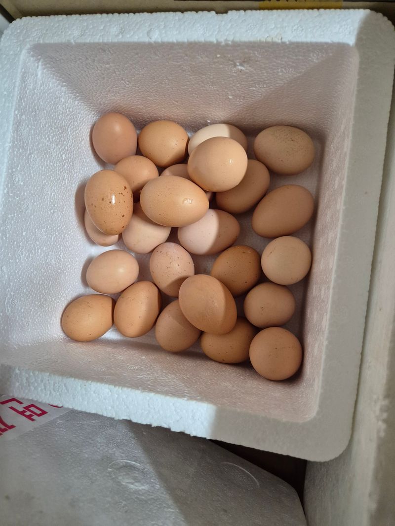 천운산님의 장터 판매 상품 [브르마 유정란 (부화용)] 첨부 사진