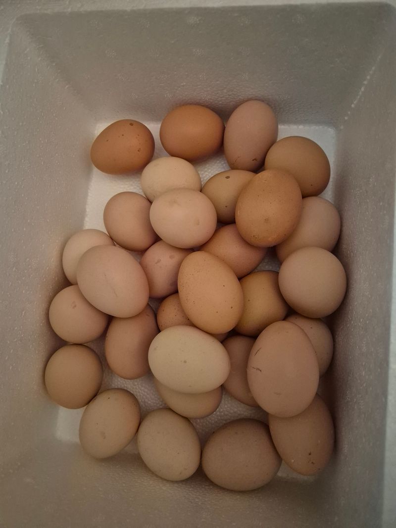 장터 상품 [브르마 유정란 (부화용)] 썸네일