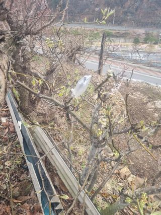 김용대님의 기타작물 · 자유게시판 작성글 사진