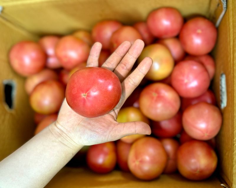 농부손녀님의 장터 판매 상품 [[한정특가] 완숙토마토 5kg 무료배송] 첨부 사진