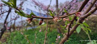 달맛햇복숭아농원님의 자유주제 · 자유게시판 작성글 사진