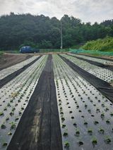 팜모닝 🌿농부님의 제초법은?·참여글 게시글 이미지