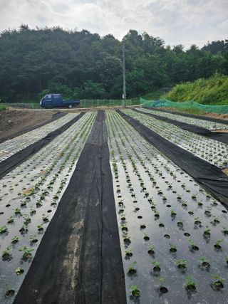 의성소담농원김명제님의 🌿농부님의 제초법은? · 참여글 작성글 사진