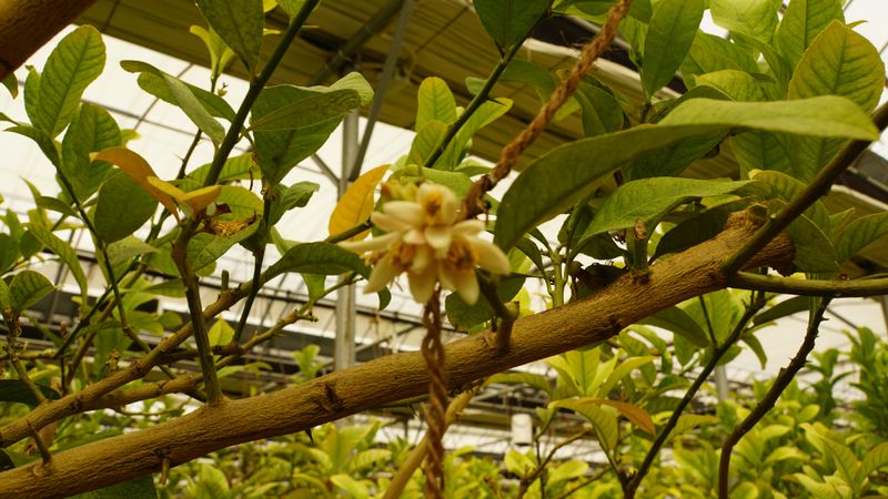 정미리님의 장터 판매 상품 [불수감 3년생 묘목 (발송가능)] 첨부 사진