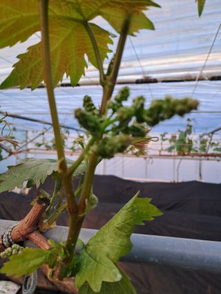 포도님의 포도 · 자유게시판 작성글 사진