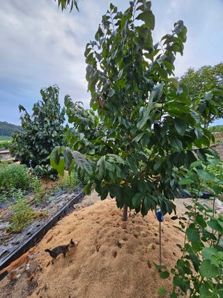 의성소담농원김명제님의 🌿농부님의 제초법은? · 참여글 작성글 사진