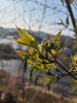 은혜농원(사과농사)님의 자유주제 · 자유게시판 작성글 사진