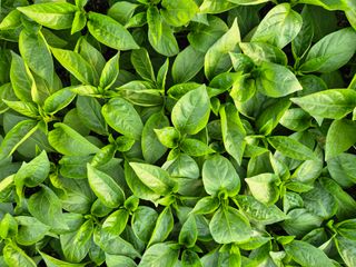 김영진(전남영광)님의 자유주제 · 자유게시판 작성글 사진